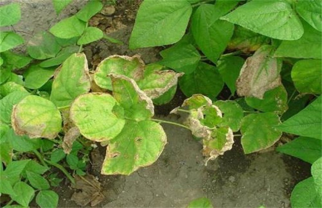 芸豆的病虫害防治方法