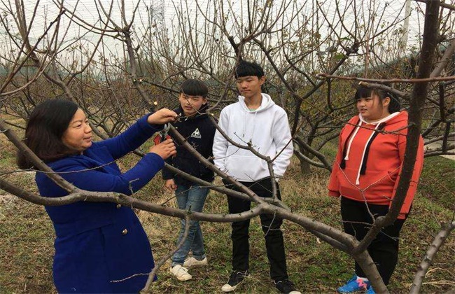 李子的嫁接时间和方法