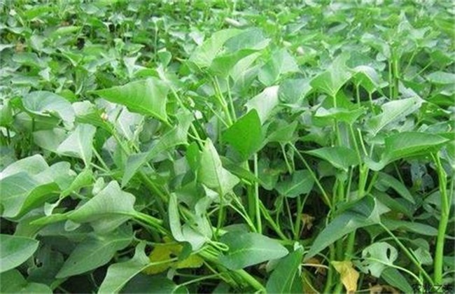 空心菜 怎么 施肥