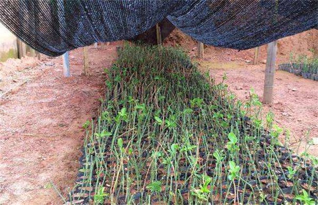 百香果 繁殖 方法