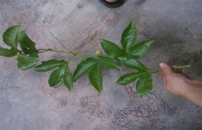 百香果 繁殖 方法