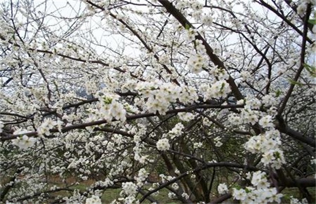 李子的疏花疏果方法