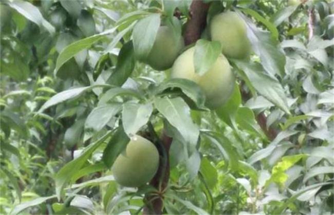 李子的疏花疏果方法