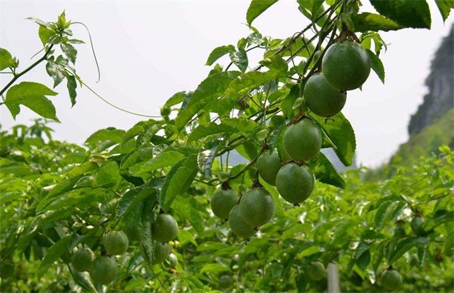 百香果 生长环境 条件要求