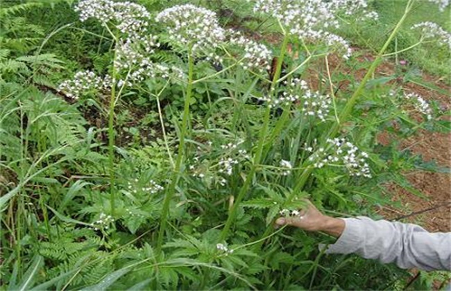 艾纳香种植技术