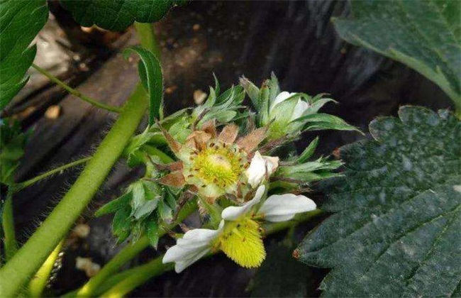 草莓花期管理技术要点