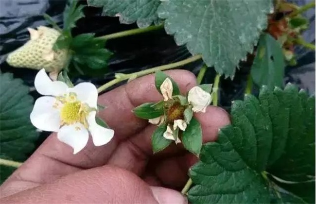 草莓 花期管理 技术要点