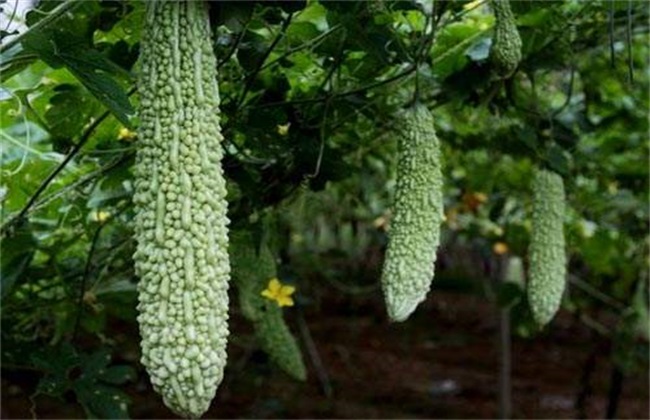 苦瓜 冬季管理 技术要点