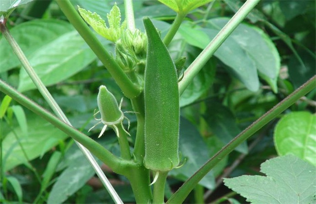 秋葵 种植 技术要点