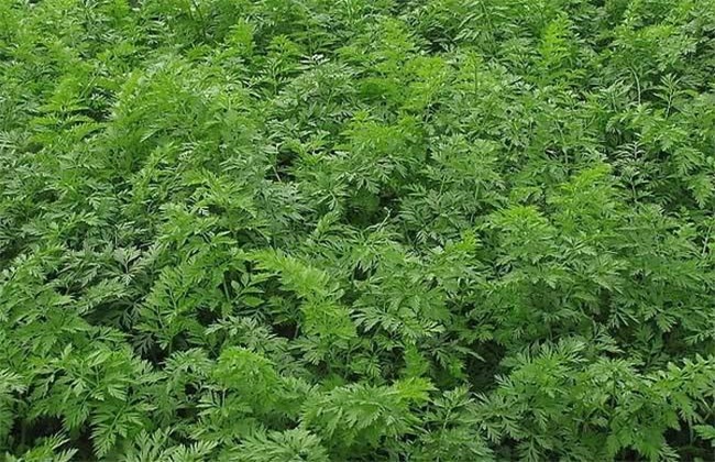 胡萝卜 苗期 管理技术