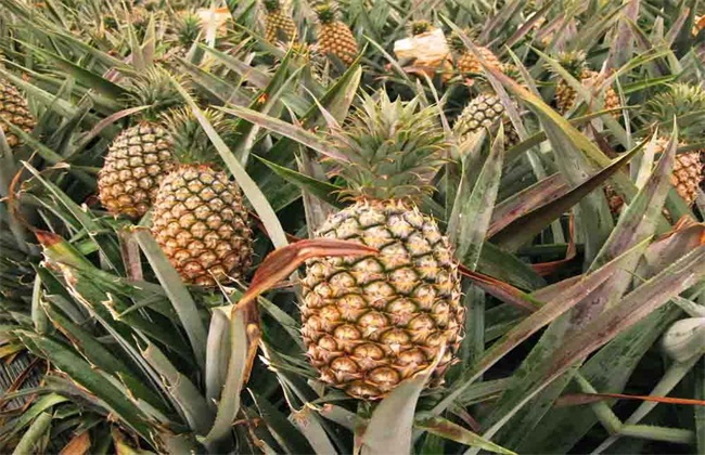 如何预防 菠萝 冻害