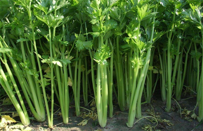 芹菜该怎么施肥