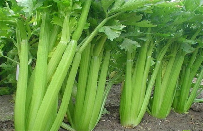 芹菜 怎么 施肥