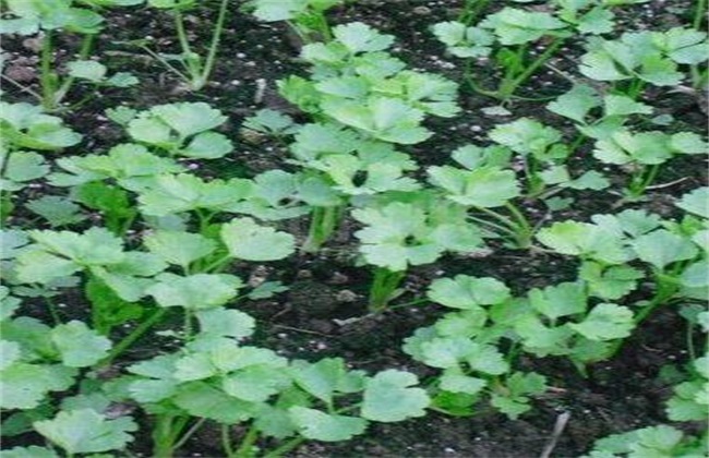 芹菜 怎么 育苗