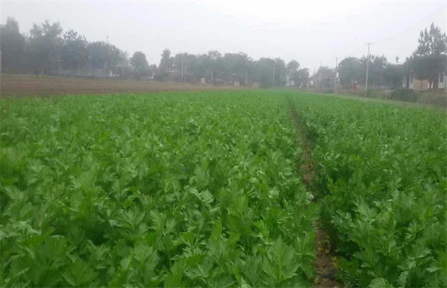 芹菜 怎么 育苗