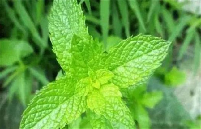 蛤蟆衣和车前草的区别