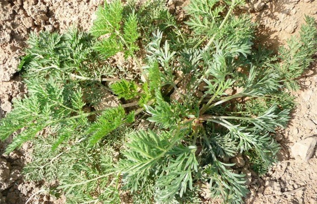 白蒿的种植技术