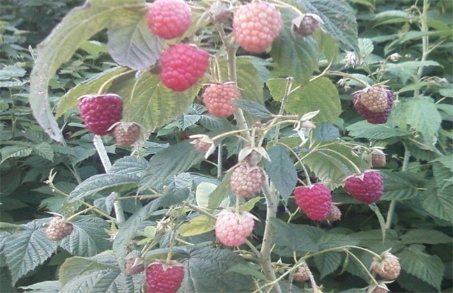 移植定苗