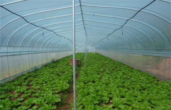 如何提高 温室大棚 种植效益