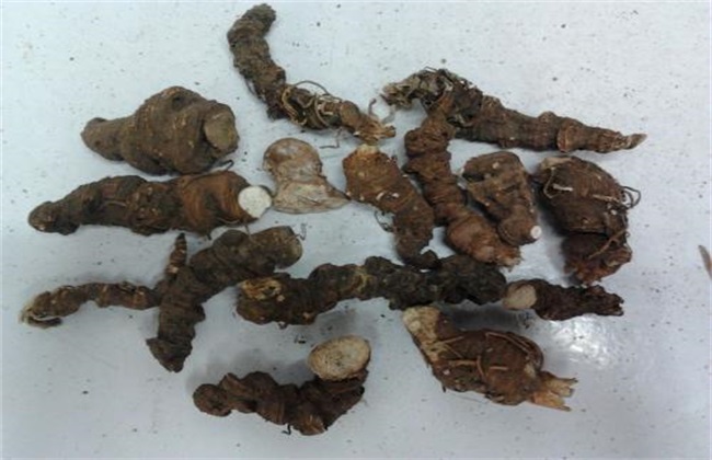 新手种植重楼常见问题
