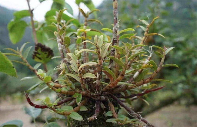 种植石斛需要考虑什么