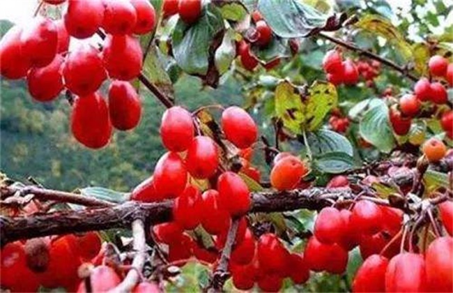 山茱萸和吴茱萸的区别