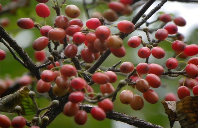 山茱萸和吴茱萸的区别