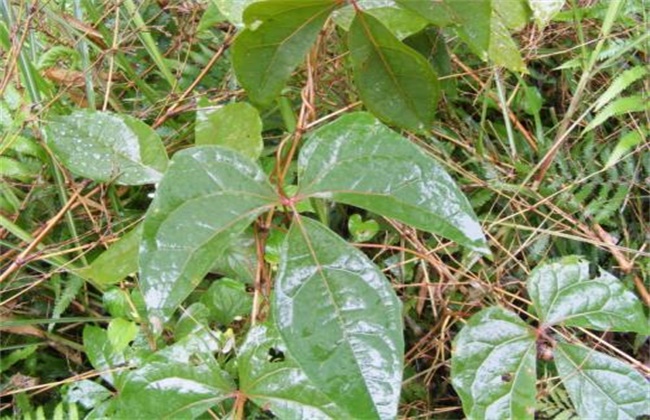 大血藤的种植技术