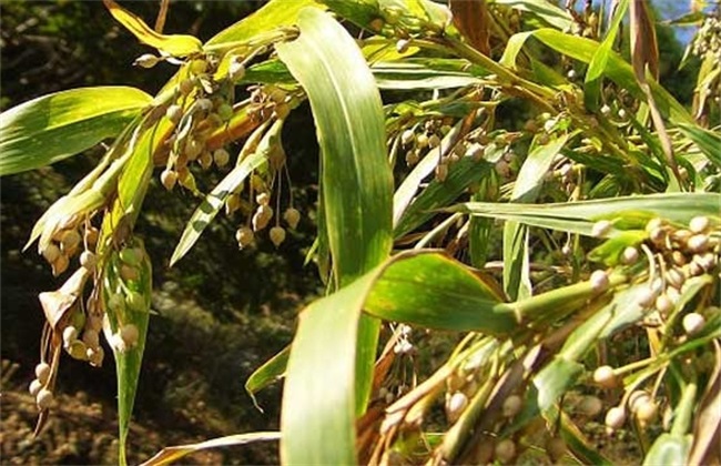 2019年种植啥能挣钱
