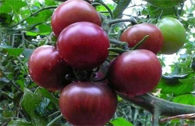 黑番茄 价格 多少钱一斤