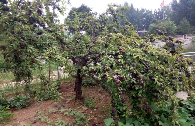 李子 春季 管理要点