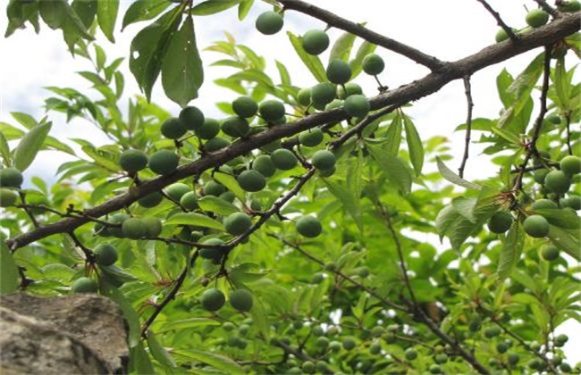 李子 春季 管理要点