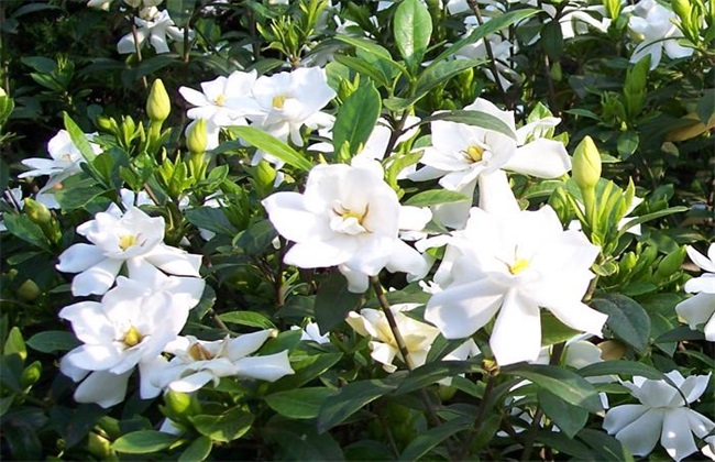 栀子花 生长环境 条件要求