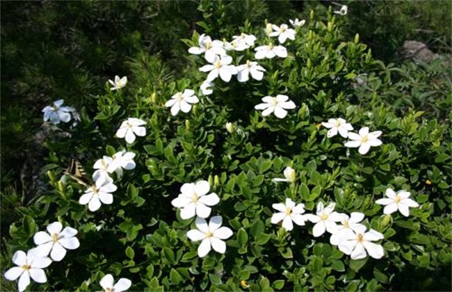 栀子花 生长环境 条件要求