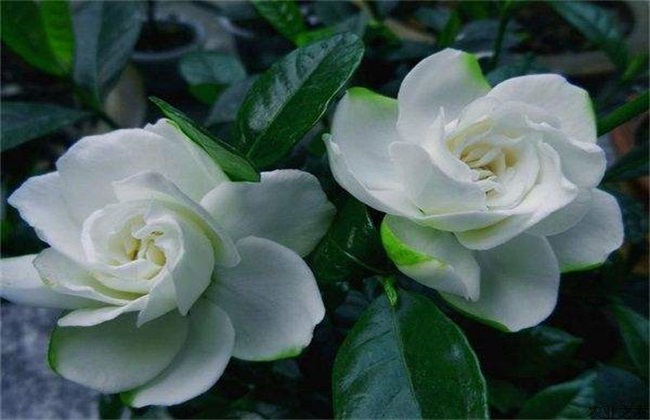 栀子花 生长环境 条件要求