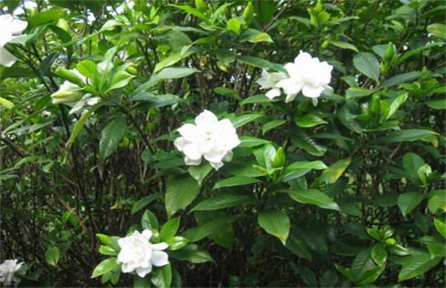 栀子花 生长环境 条件要求