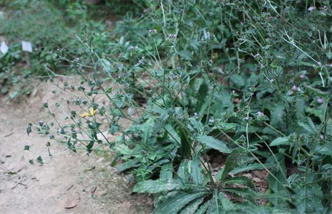 地胆草的繁殖方法