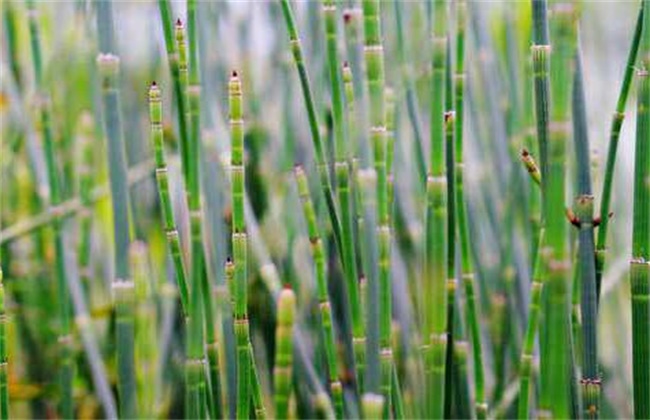 节节草多少钱一斤