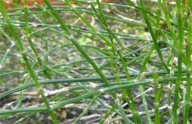 节节草多少钱一斤