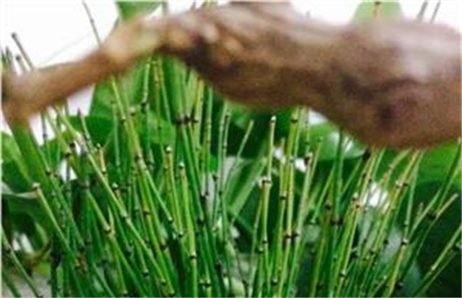 节节草多少钱一斤