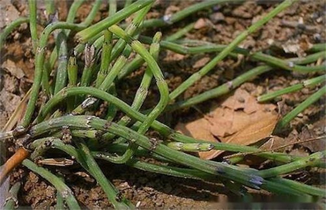 节节草多少钱一斤