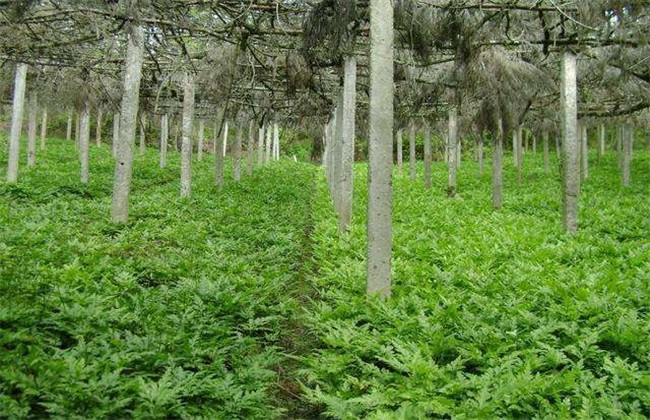 黄连种植赚钱吗