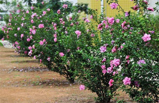 木槿花 怎么 繁殖