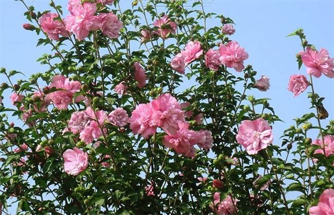 木槿花 怎么 繁殖