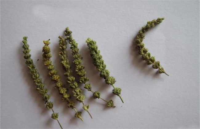 荆芥多少钱一斤