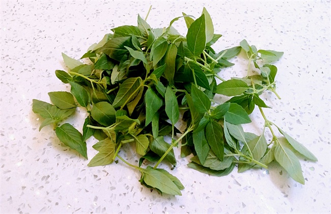 荆芥和罗勒的区别