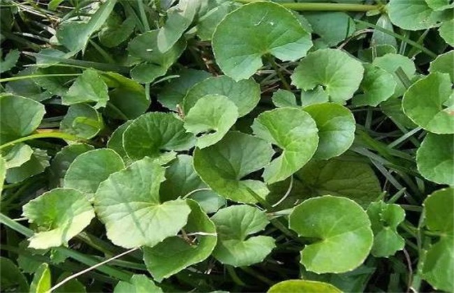 连钱草和金钱草的区别