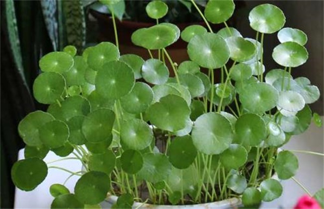 连钱草和金钱草的区别