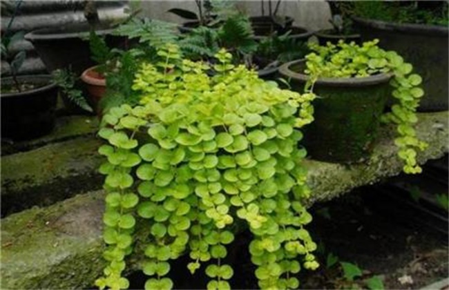 连钱草和金钱草的区别
