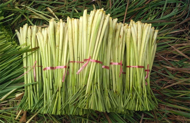 香茅草多少钱一斤